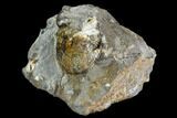 Sphenodiscus Ammonite - South Dakota #110580-2